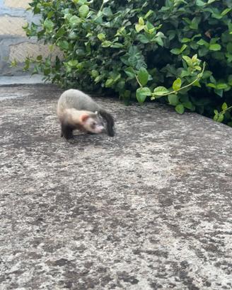 Furetti