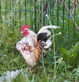 Gallo serama