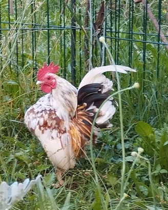 Gallo serama