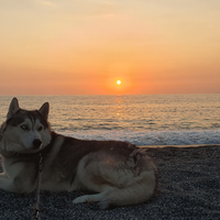 Husky maschio da monta