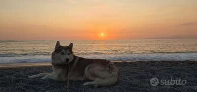 Husky maschio da monta