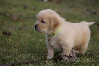 Golden retriever