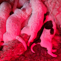 Cuccioli Lagotto Romagnolo