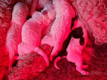 Cuccioli Lagotto Romagnolo