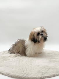 Maschietti Shih Tzu marrone bianco