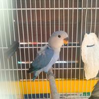 Inseparabili da allevare a mano