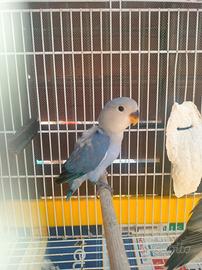 Inseparabili da allevare a mano