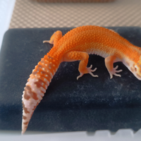 Geco leopardino vari morph femmine 4/5 mesi circa