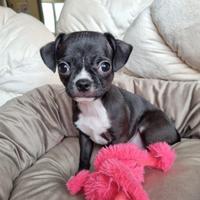 Chihuahua maschietto