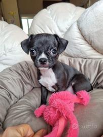 Chihuahua maschietto