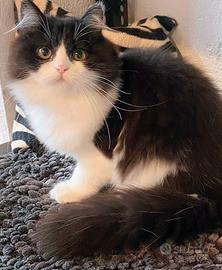 Gattina persiana normotipica (no pedigree)