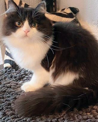 Gattina persiana normotipica (no pedigree)