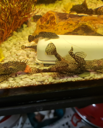 Ancistrus pesci tropicali
