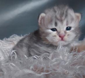 Cuccioli di gatto Siberiano Certificati