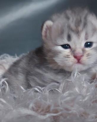 Cuccioli di gatto Siberiano Certificati