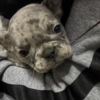 Bulldog francese merle