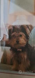 Cagnolino meticcio tipo fox terrier