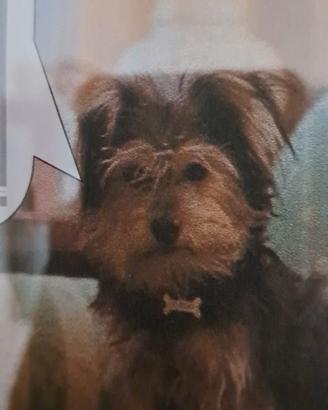 Cagnolino meticcio tipo fox terrier