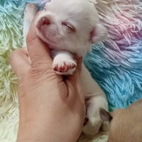 Cuccioli chihuahua bianco cioccolato neri