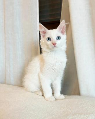 Gattini Turco Angora