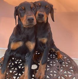 Cuccioli di Dobermann con pedigree