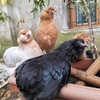 Galline Araucana