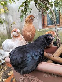 Galline Araucana