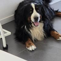 Cucciolata per Ughetto