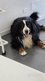 Cucciolata per Ughetto