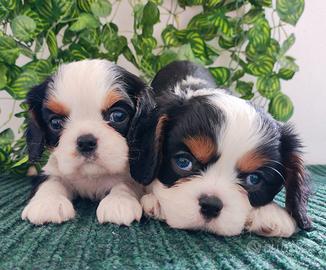 Cavalier king tricolor