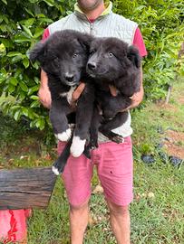 Cuccioli di Border Collie