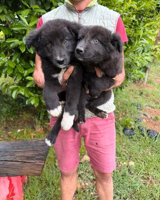 Cuccioli di Border Collie