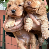 Cocker spaniel inglese cuccioli