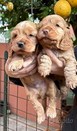 Cocker spaniel inglese cuccioli