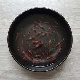Neocaridina Red Rili Gambero Acquario Rosso