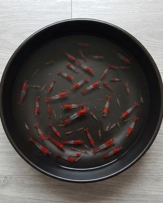 Neocaridina Red Rili Gambero Acquario Rosso