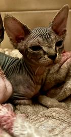 Canadian Sphynx (possibile consegna)