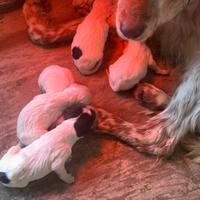 Cuccioli setter inglese altissima genealogia