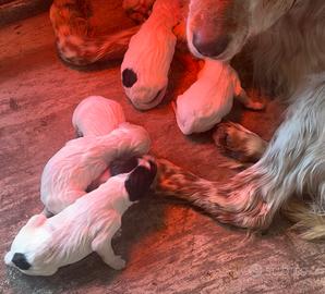 Cuccioli setter inglese altissima genealogia