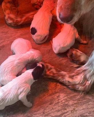 Cuccioli setter inglese altissima genealogia