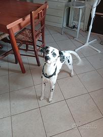 Dalmata e Pitbull