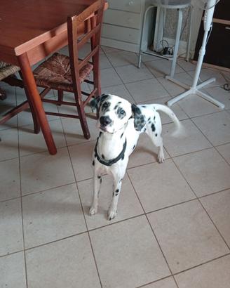 Dalmata e Pitbull
