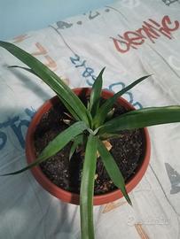 pianta di Ananas 