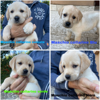 Cuccioli di labrador colore miele con pedigree