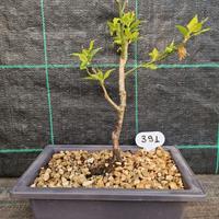 Bonsai di Prunus Mume Rosea Plena 391