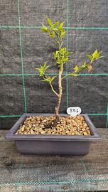 Bonsai di Prunus Mume Rosea Plena 391