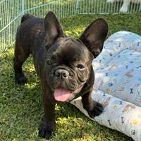 Bulldog francese cucciolo bringe