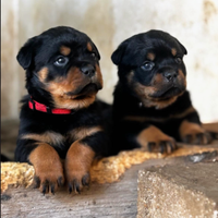 Rottweiler cuccioli