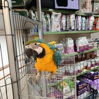 Cucciolo di pappagallo ara arauna