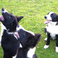 Cuccioli di border collie